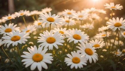 Fototapeta premium Flores de margaritas blancas sobre un fondo suave y de tonos cálidos