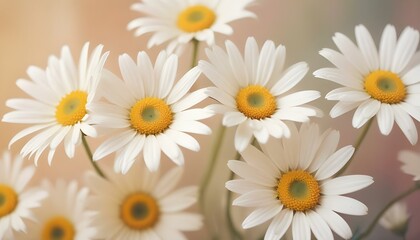 Flores de margaritas blancas sobre un fondo suave y de tonos cálidos