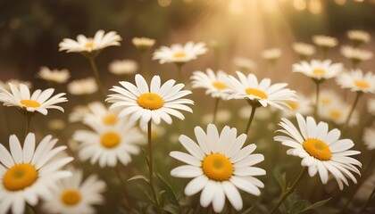 Fototapeta premium Flores de margaritas blancas sobre un fondo suave y de tonos cálidos