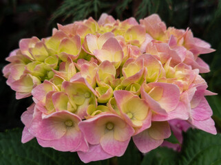 Flowers that bloom in the southern hemisphere during spring
