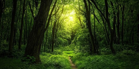 Obraz premium Vibrant green forest showcasing beautiful colors, creating a picturesque scene in nature. Experience the stunning beauty of a green forest with its captivating colors all around.