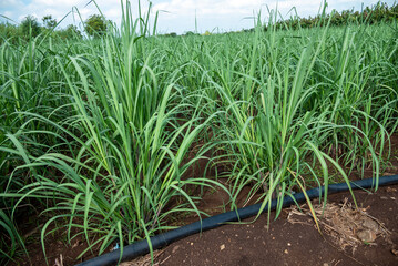 Sugar cane plantation with blue sky background. Sugar cane plantation growing up.