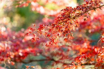 Autumn foliage at Todoroki Fudo: