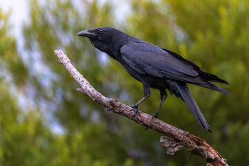 A Torresian Crow perched on a branch