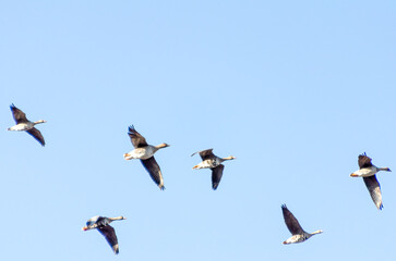 A flock of wild geese flying through sky. Aerial view of geese in flight, calm atmosphere, clear blue sky, minimalistic composition, natural migration scene emphasizing freedom and movement