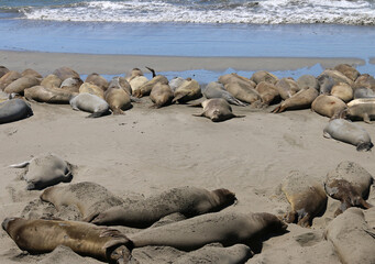 Hundsrobbe - Earless seal © Studio M. Brix