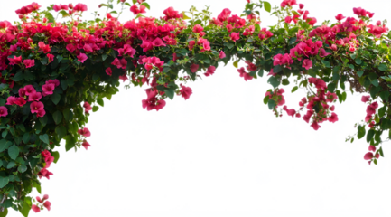 A pink arch of morning glory flowers, hanging against a transparent background