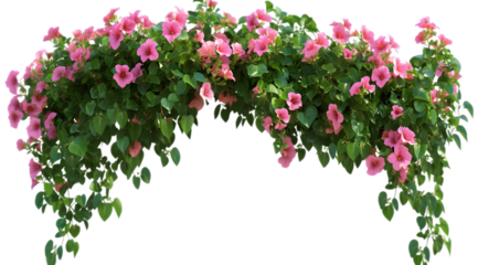 A pink arch of morning glory flowers, hanging against a transparent background