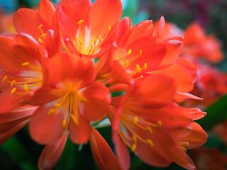 Fototapeta premium Flowers that bloom in the southern hemisphere during spring