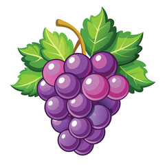 bunch of grapes Vector isolated on a white background