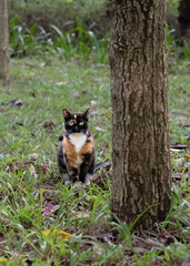 A shy kitten hiding in the woods