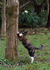 A shy kitten hiding in the woods
