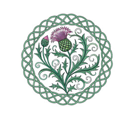 Scottish thistle vector Line art in Celtic style flower
