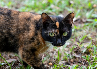 A shy kitten hiding in the woods