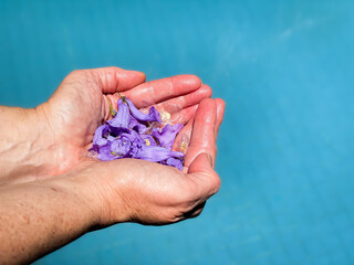 Hands holding flower petals