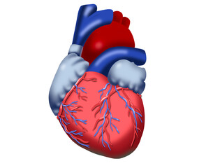 heart organ illustration isolated from background