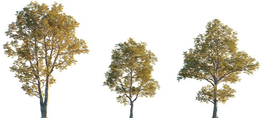 Quercus laevis Turkey Oak frontal set trees street summer trees medium isolated png on a transparent background premium cutout