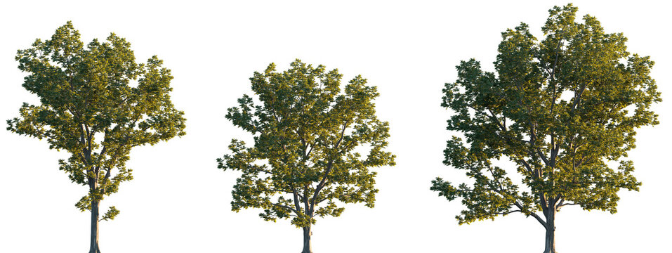 Juglans nigra trees isolated png on a transparent background premium cutout (black walnut, eastern American black walnut) 