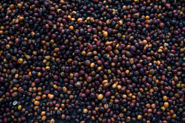 Coffee beans drying in the sun. Coffee plantations at coffee farm
