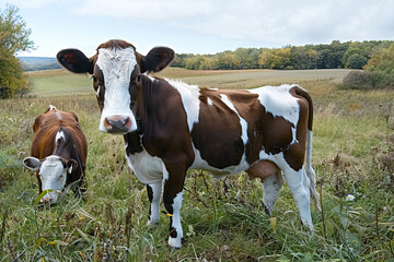 Obraz premium Maine Anjou cattle grazing in a scenic rural pasture during a clear day