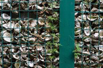 A wall of discarded oyster shells