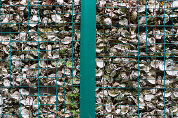 A wall of discarded oyster shells