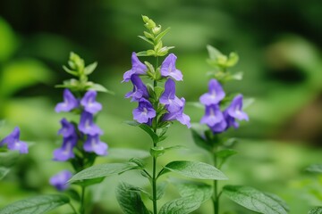 delicate purple flowers
