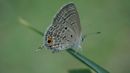 Delicate Butterfly Perched on a Leaf