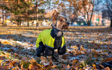 A dog of the Yorkshire terrier breed stands sideways in the park. The dog has warm clothes. He carefully looks away. Groomer. Autumn. The photo is horizontal and blurry