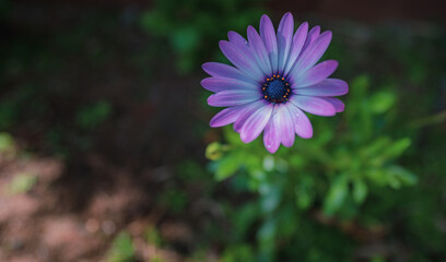 Obraz premium Flowers that bloom in the southern hemisphere during spring