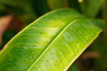 Nature jungle plants greens Bali after the rain droplets
