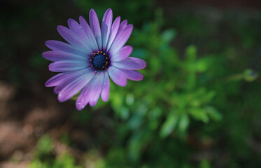 Obraz premium Flowers that bloom in the southern hemisphere during spring