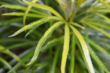 Nature jungle plants greens Bali after the rain droplets