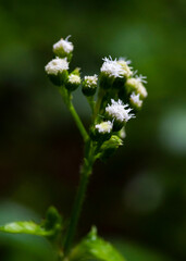 Wildflowers in the park