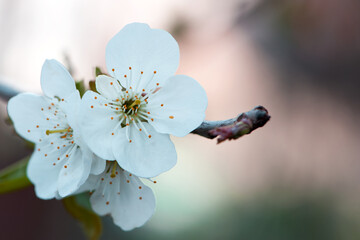 Twig of flowering blackthorn, Prunus spinosa, in spring. white flowers, natural floral background....