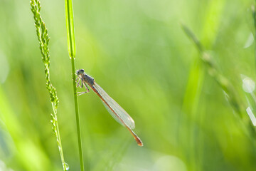 Enallagma cyathigerum. blue dragonfly on a meadow flower. Close-up dragonfly with big eyes sits on a green grass, field plant. natural blurred green background. macro nature. insect predator