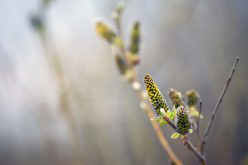 willow blossoms with yellow fluffy flowers. Close up of Goat willow blossom, yellow pollen covered catkins, spring willow blossom causing allergy. Buds of the willow blossom in Easter spring time.