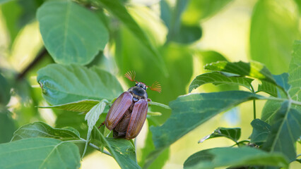 Melolontha. Cockchafer Melolontha Scarabaeidae, crawling on green leaves in natural environment. insect in the wild. garden pest. May beetle sits on leaves. Chafer eating leaf, macro nature