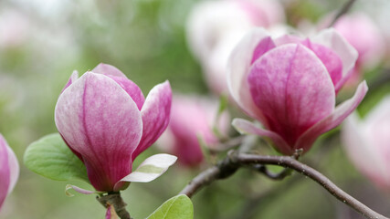 Fototapeta premium Magnolia. spring magnolia flowers, natural soft floral background. beautiful flowers, delicate magnolia, in the garden or park. pink flower in nature, close-up. flowering season, spring time