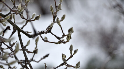 magnolia buds in ice. magnolia branch in early spring, close-up. Magnolia buds after the first snow. isolated on natural blurred background. beauty of nature. autumn park. cold season