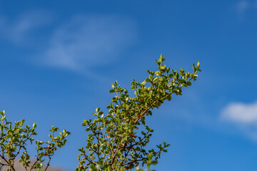 Larrea tridentata, creosote bush and greasewood as a plant, chaparral. , Shiprock / Angel Cove Monument, Palm Springs, California

