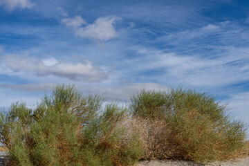 Ambrosia salsola,cheesebush, winged ragweed, burrobush, white burrobrush,desert pearl,family Asteraceae, Shiprock / Angel Cove Monument, Palm Springs, California