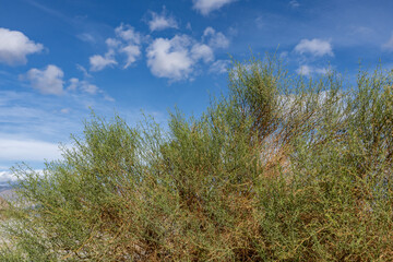 Obraz premium Ambrosia salsola,cheesebush, winged ragweed, burrobush, white burrobrush,desert pearl,family Asteraceae, Shiprock / Angel Cove Monument, Palm Springs, California