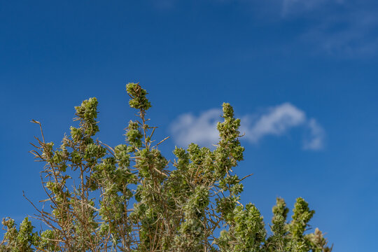 Atriplex canescens (or chamiso, chamiza, four-wing saltbush) is a species of evergreen shrub in the family Amaranthaceae. Shiprock / Angel Cove Monument, Palm Springs, California. San Jacinto Mountain