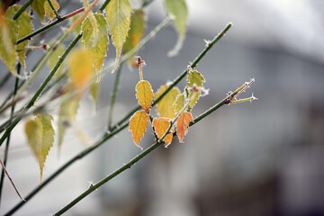 Rime. morning frost. Bushes Kerria japonica late autumn. Plant with leaves covered with morning...