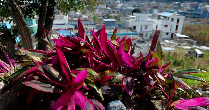 Flores coloridas