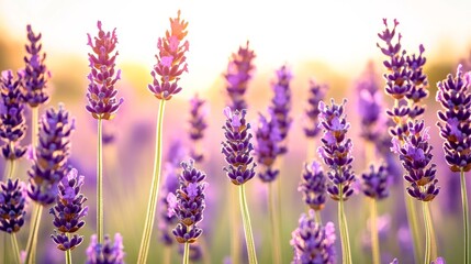 Fototapeta premium Vibrant lavender field in full bloom at sunset