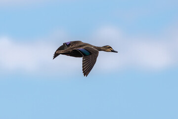 A Pacific Black Duck in flight