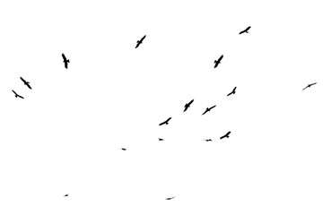 A flock of birds in flight isolated on a white background