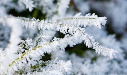 A field of grass covered in frost